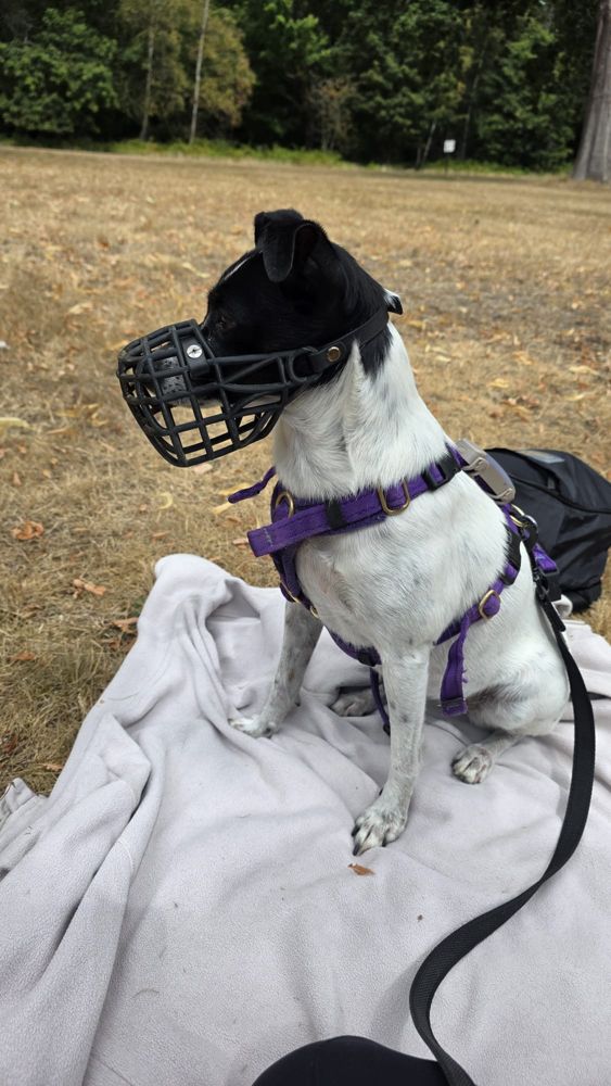 Founding dog wearing a black custom muzzle on a walk