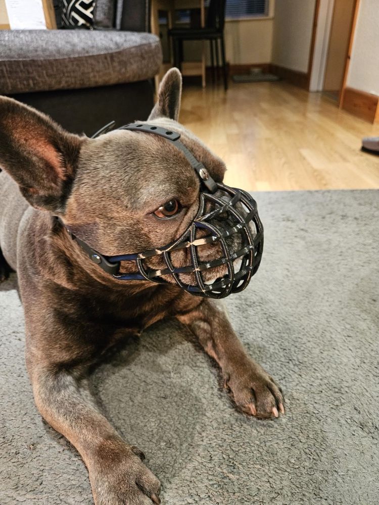 Founding dog, a French Bulldog, wearing a black custom muzzle
